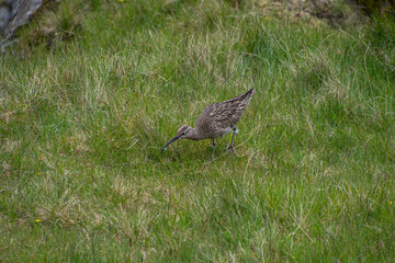 Ein Brachvogel läuft durch das Gras