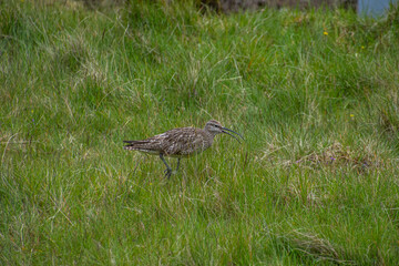 Ein Brachvogel läuft durch das Gras