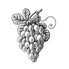 Grape branch hand drawing engraving vintage isolated on white background. Scratchboard grapes