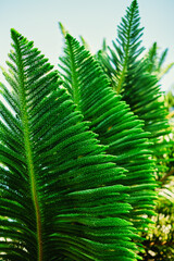 Nature Concept. Closeup of Green Leaf. Freshness by Vibrant color. Environmental Care and Sustainable Resources. Natural Green Texture Background