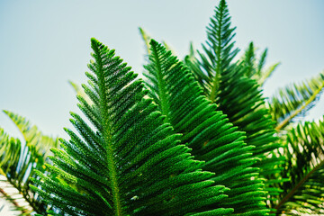 Nature Concept. Closeup of Green Leaf. Freshness by Vibrant color. Environmental Care and Sustainable Resources. Natural Green Texture Background