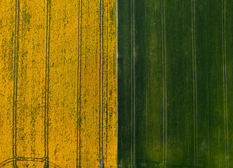Agricultural field aerial view, rapeseed (napus), colorful growing flowers, abstract geometrical art
