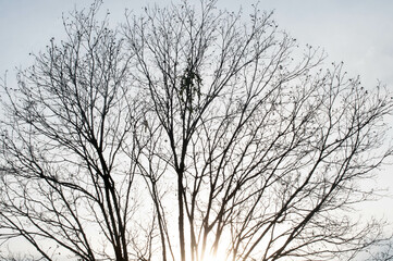 Fototapeta na wymiar Black and white photograph of tree branches