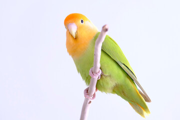 agaporni