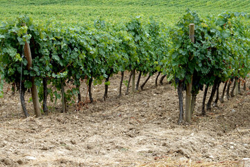 Fototapeta na wymiar Ceps de vignes et raisins dans un vignoble