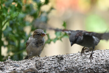 Spatzen an Futterplatz und im flug