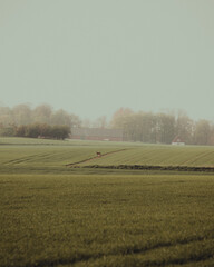 A misty field with a young deer standing in solitude, yellow green tones, deer isolated on wheat field