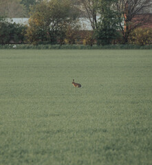 Lonely hare bunny on a field in southern Sweden scandinavia, solitude in natures serene environment