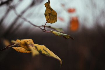 autumn leaves on a tree