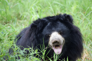 Indian bear is looking at the camera