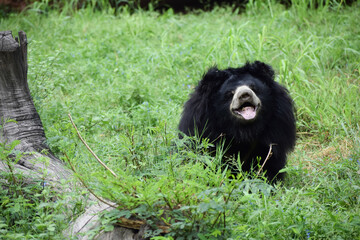 Indian bear is looking at the camera