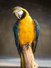 blue and gold macaw
