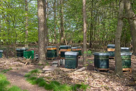 Bienenk&auml;sten im Wald