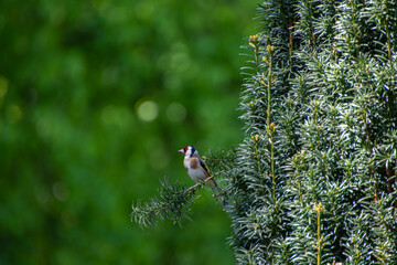 Ein Distelfink sitzt an einer Konifere