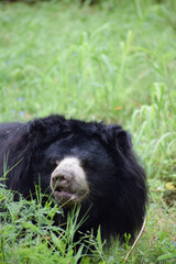 Indian bear is looking at the camera