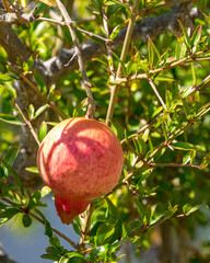 pomegranate on tree