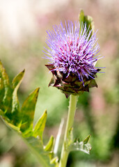 thistle in bloom