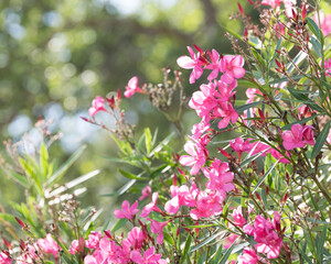 pink flowers in the garden