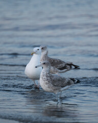 seagull on the beach