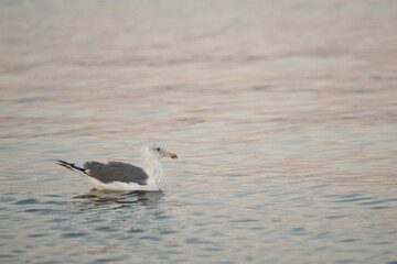 seagull in the water