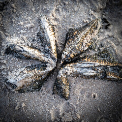 wood lookingn like a starfish 