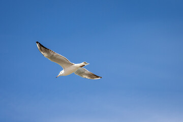 seagull in the sky