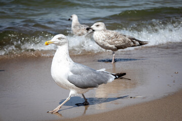 seagulls on the beach