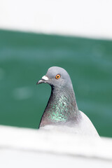 close up of a pigeon