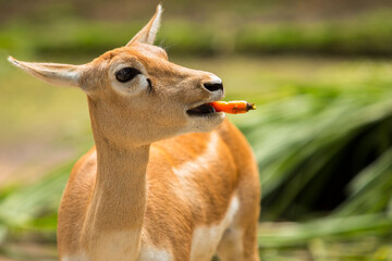 deer eating carrots