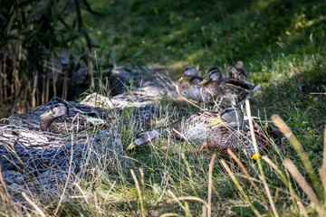 resting ducks