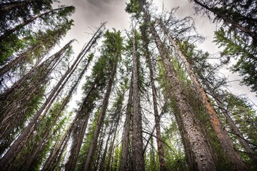 Jasper National Park Canada