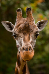 giraffe close-up portrait front view