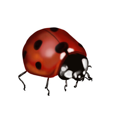 Watercolor ladybug. Realistic illustration on a transparent background