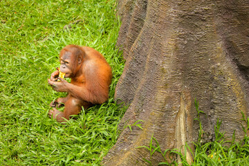 baby orangutan eating under a big tree