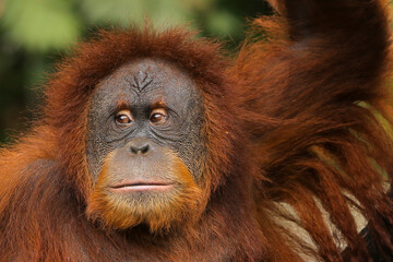 portrait of an orangutan relaxing