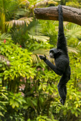Javan gibbon hanging from a tree while eating grass