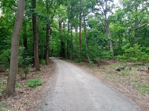 Waldweg