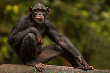 chimpanzee portrait posing like a human