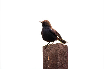 Winged black bird is perched on a wooden fence