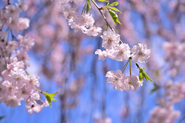 青空の下満開のしだれ桜