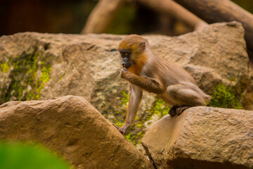 babby mandril among the big rocks. rainbow face