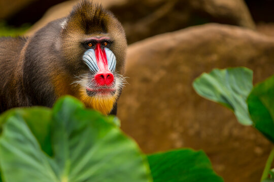 Rainbow Face Monkey Mandrill. mandrill baboon portrait with amazing colorful face