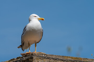A yellow legged gull (Larus michahellis) on the rock, at sea, in the sunrise. In Sardinia, Sardegna, Italy. A beautiful moment of a seagull at sunrise on a rock. In summer, day, sunny day, afternoon.