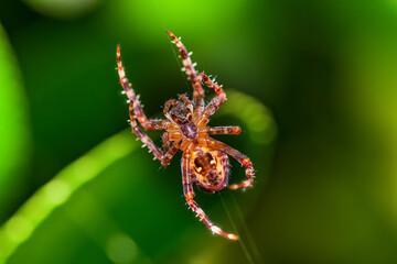 spider on a leaf