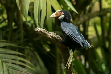 hornbill in the jungle of borneo island Indonesia