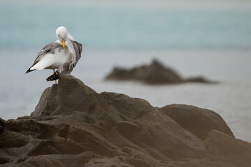 A yellow legged gull (Larus michahellis) on the rock, at sea, in the sunrise. In Sardinia, Sardegna, Italy. A beautiful moment of a seagull at sunrise on a rock. In summer, day, sunny day, afternoon.
