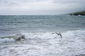 Fototapeta premium A seagull in the stormy sea