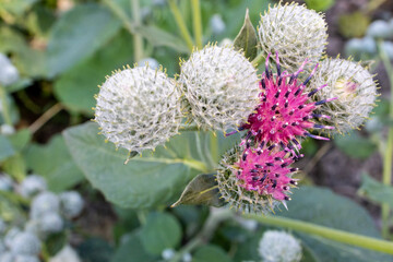 Łopian Arctium
Łopian to roślina z rodziny astrowatych. Jego główne występowanie odnotowuje się w Europie, na Syberii, Chinach, Japonii, na Kaukazie, w Himalajach.  Powszechnie występuje w Polsce.