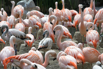 Flamingos Symphonie in Orange - Zoo Leipzig