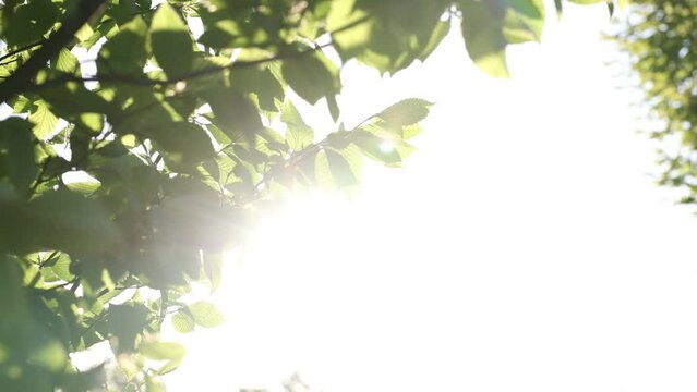 Sunshine through the leaves in summer. Nature or environment or carbon neutrality or carbon net zero concept video. 